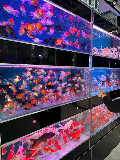 許昌縣開水族店怎么樣？加盟祥龍魚場賣龍魚市場怎樣？
