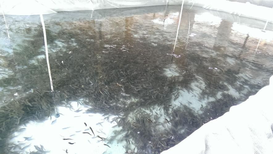 中國龍魚養殖場 龍魚百科 第2張 中國龍魚養殖場 中國龍魚養殖場 龍魚百科 第2張