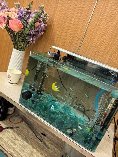 澠池開水族店怎么樣？加盟祥龍魚場賣龍魚市場怎樣？