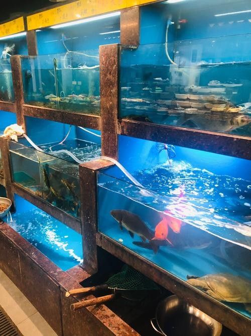建德開水族店怎么樣？加盟祥龍魚場賣龍魚市場怎樣？