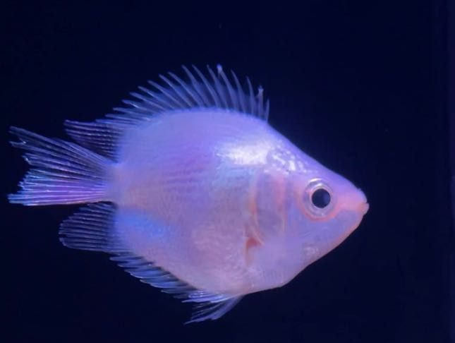 寶安開水族店怎么樣？加盟祥龍魚場賣龍魚市場怎樣？