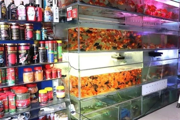 貴港開水族店怎么樣？加盟祥龍魚場賣龍魚市場怎樣？ 貴港開水族店怎么樣？加盟祥龍魚場賣龍魚市場怎樣？ 水族館百科（水族館加盟） 第6張