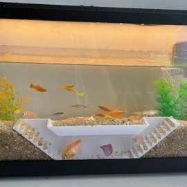 湖南開水族店怎么樣？加盟祥龍魚場賣龍魚市場怎樣？