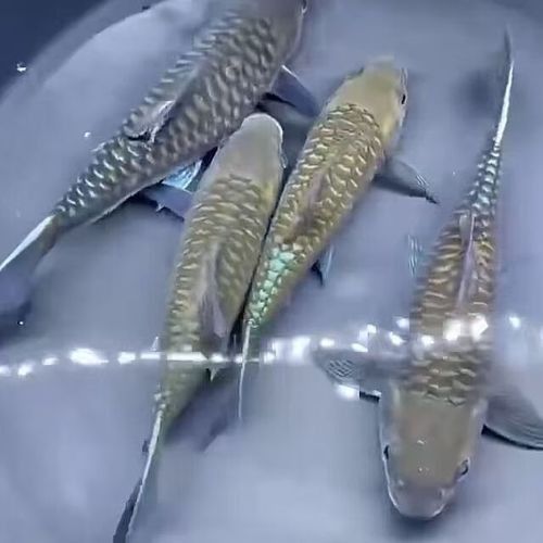 保山開水族店怎么樣？加盟祥龍魚場賣龍魚市場怎樣？