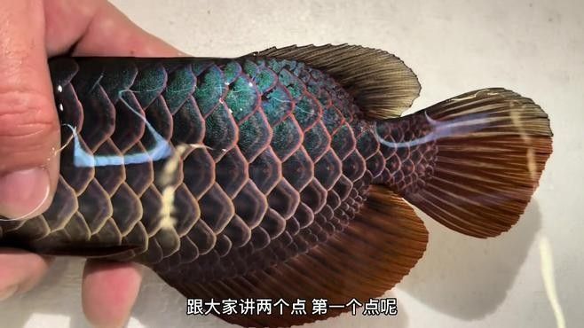 新沂開水族店怎么樣？加盟祥龍魚場賣龍魚市場怎樣？