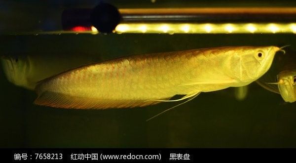 銀龍魚高清圖片 銀龍魚高清圖片 龍魚百科 第26張