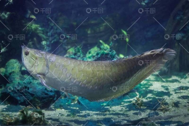 銀龍魚高清圖片 銀龍魚高清圖片 龍魚百科 第29張