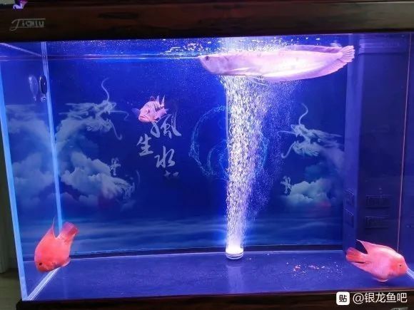 銀龍魚圖片大全欣賞圖高清