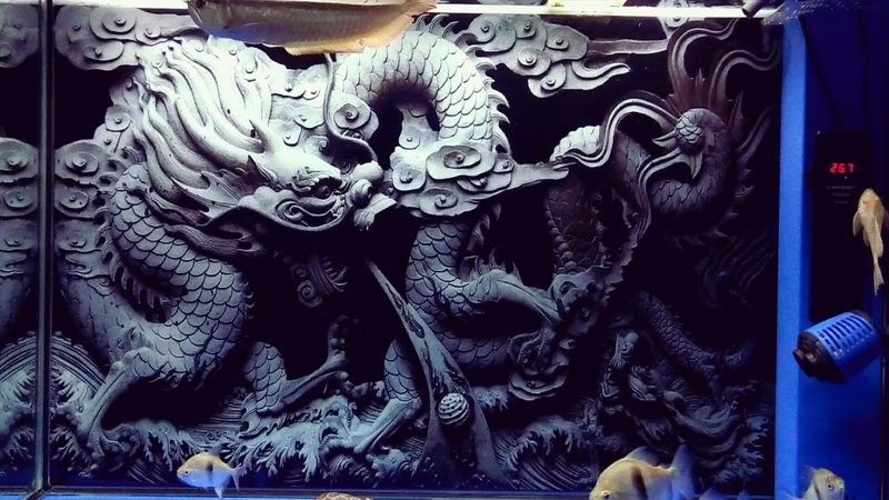 銀龍魚圖片大全欣賞圖高清