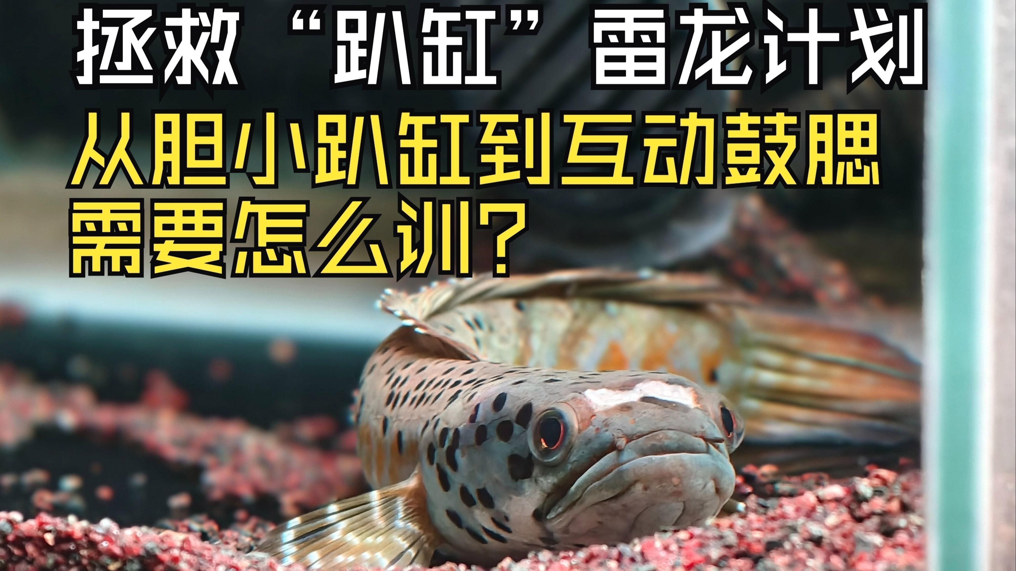 雷龍魚追手互動有哪些階段？ 雷龍魚追手互動有哪些階段？ 龍魚百科 第2張