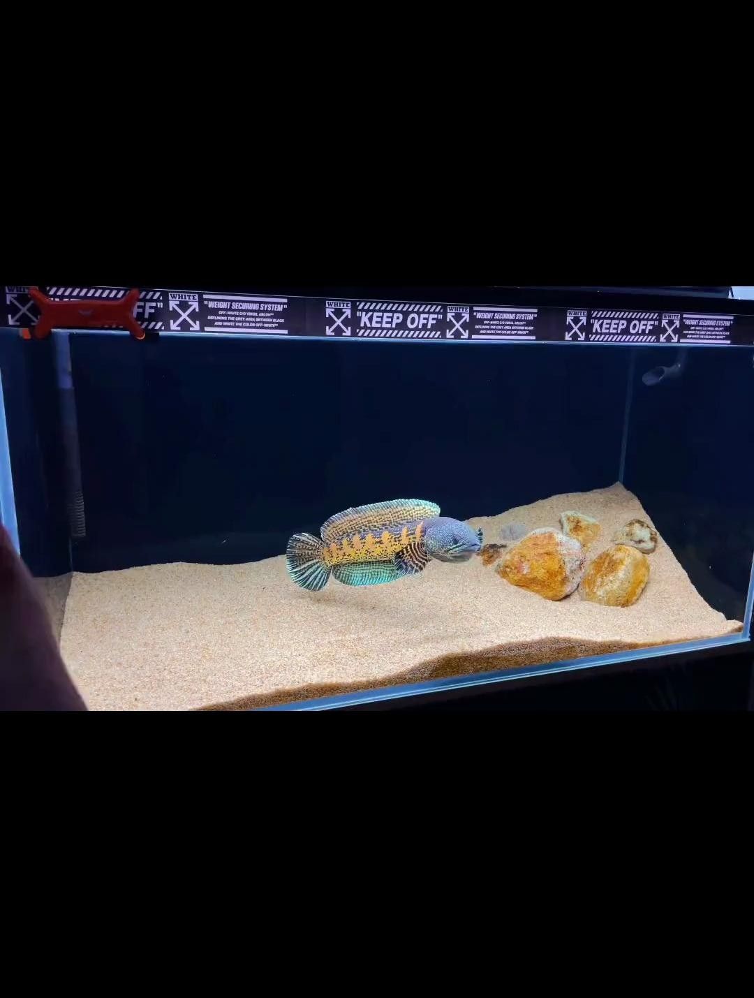 雷龍魚追手互動有哪些階段？ 雷龍魚追手互動有哪些階段？ 龍魚百科 第4張