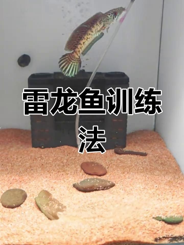 雷龍魚追手互動有哪些階段？ 雷龍魚追手互動有哪些階段？ 龍魚百科 第5張