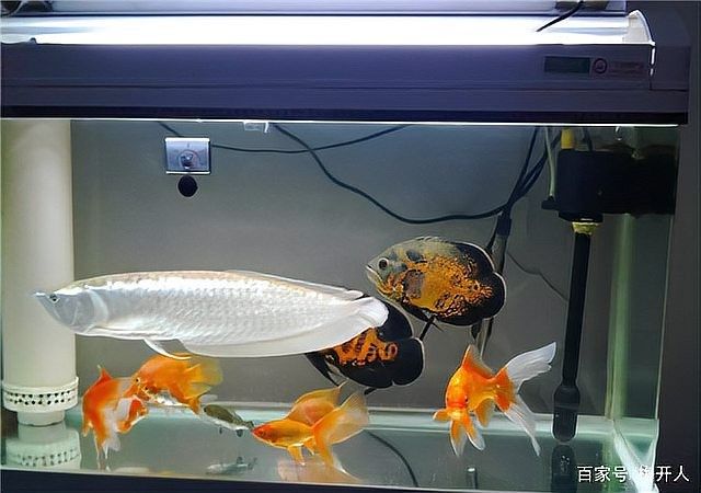 銀龍魚吃什么東西長得快