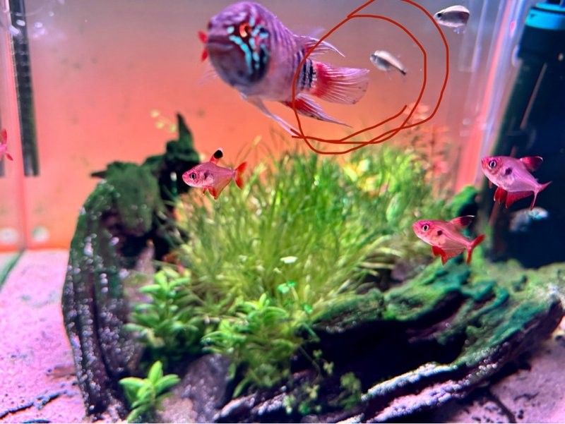 龍魚鰭顏色異常多久會恢復？