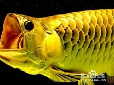 龍魚怎樣分公母圖解視頻