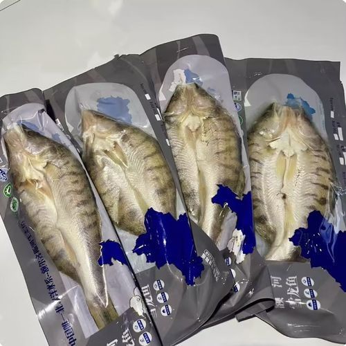 雪龍魚價格多少錢一只圖片