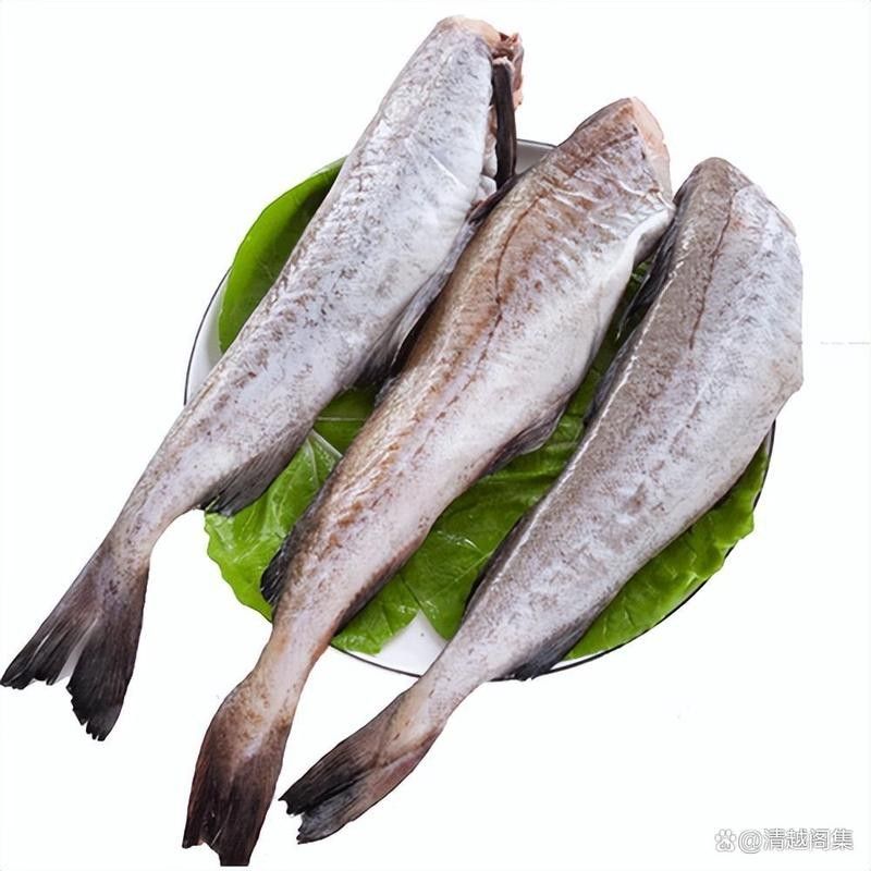 雪龍魚價格多少錢一只圖片