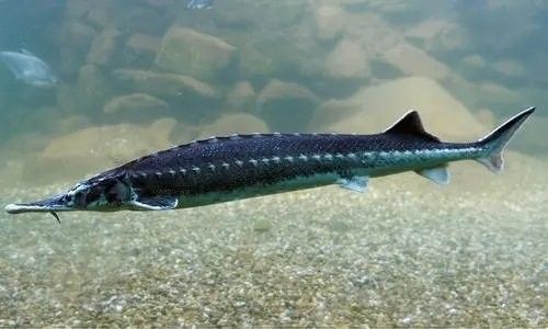 鱘龍魚繁殖需要多大的魚池？