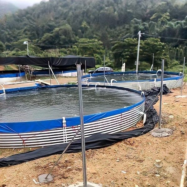 鱘龍魚繁殖需要多大的魚池？