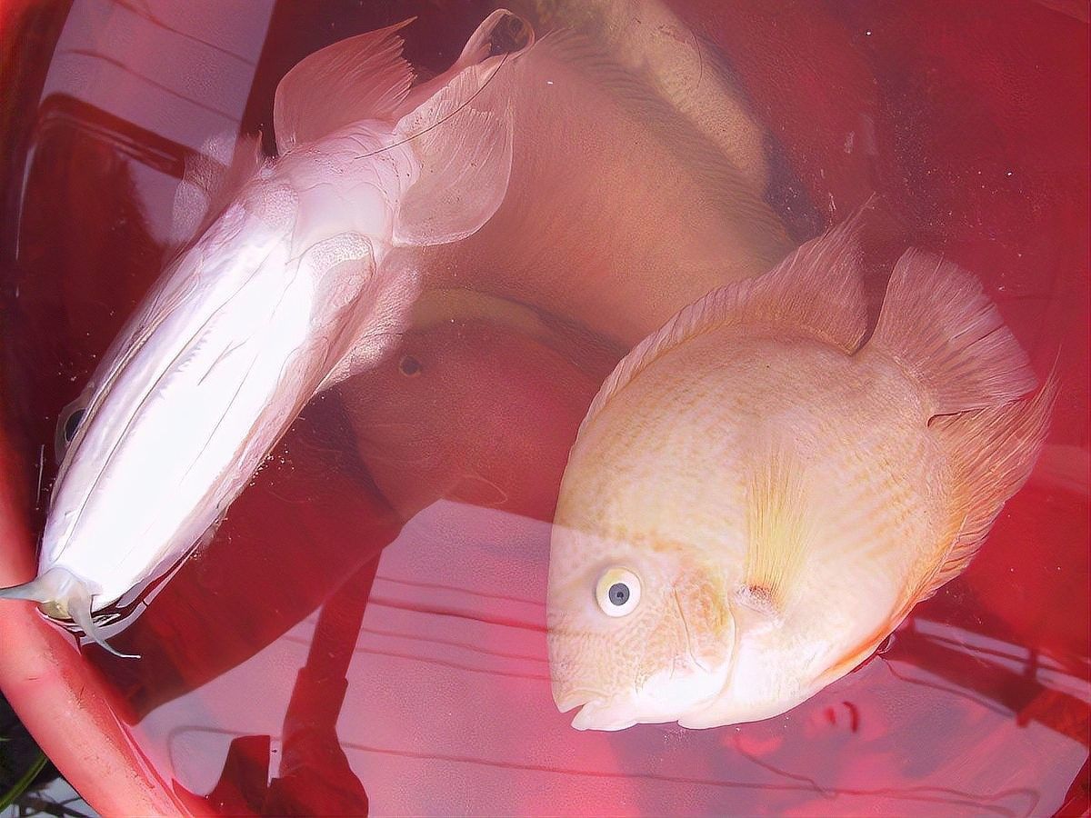 龍魚可以承受多少度水溫呢