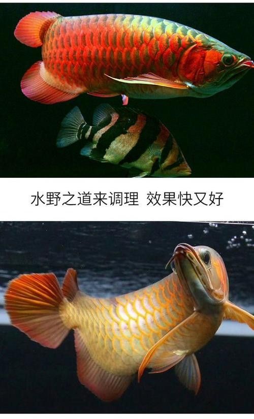 銀龍魚眼睛外面有白膜怎么治療圖片