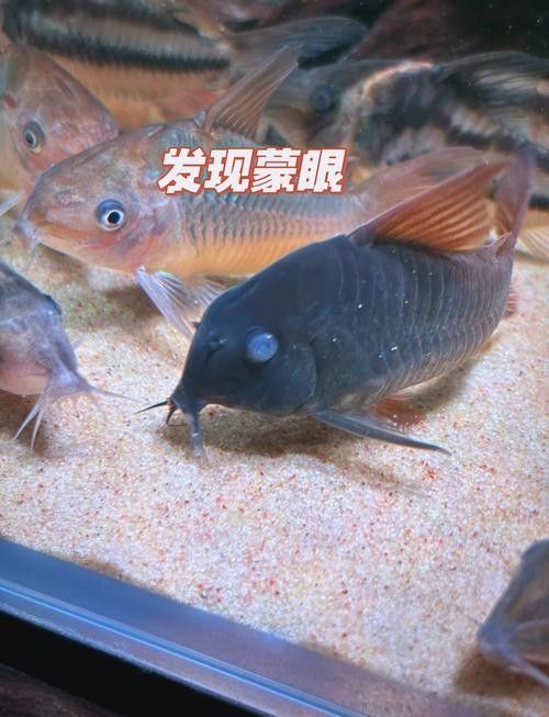 銀龍魚眼睛外面有白膜怎么治療圖片