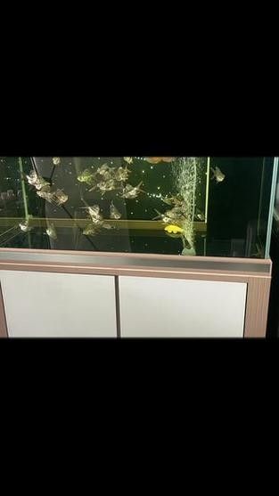 龍魚缸配什么清潔魚好看 龍魚缸配什么清潔魚好看 龍魚百科 第1張
