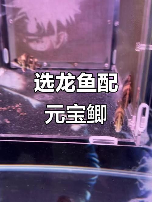 龍魚缸配什么清潔魚好看 龍魚缸配什么清潔魚好看 龍魚百科 第6張