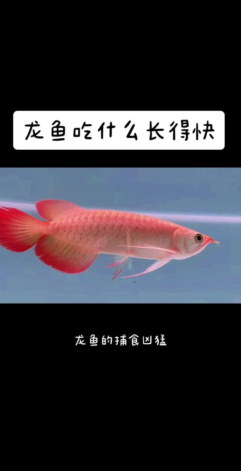 龍魚怎么養才不會掉眼