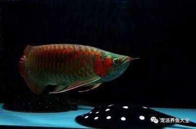 紅龍魚用什么燈（養紅龍魚用什么燈好） 紅龍魚用什么燈（養紅龍魚用什么燈好） 龍魚百科 第3張