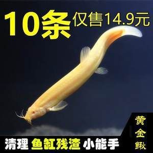 7厘米小金龍魚苗多少錢一條：金龍魚苗價格走勢 7厘米小金龍魚苗多少錢一條：金龍魚苗價格走勢 龍魚百科 第3張