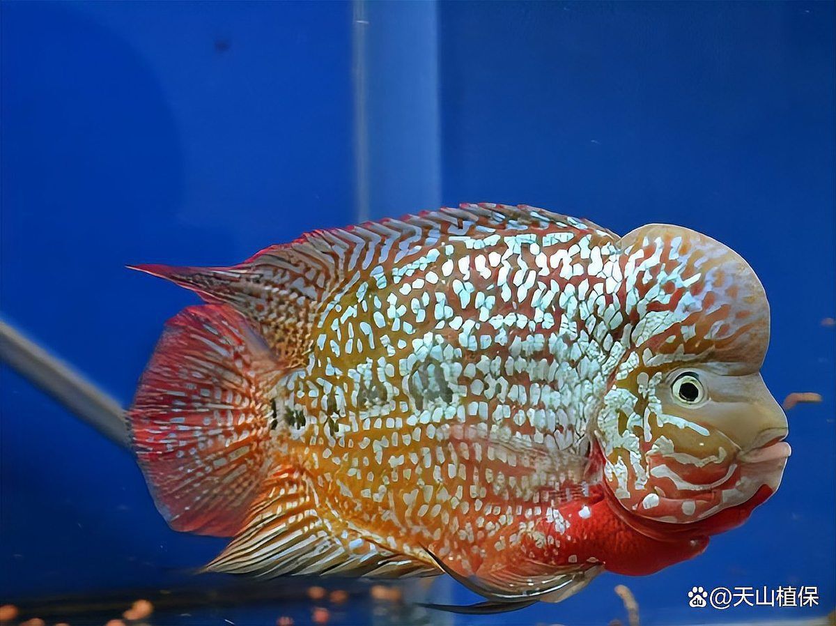 哪種羅漢魚(yú)最好養(yǎng)