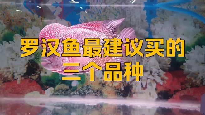 哪種羅漢魚(yú)最好養(yǎng)