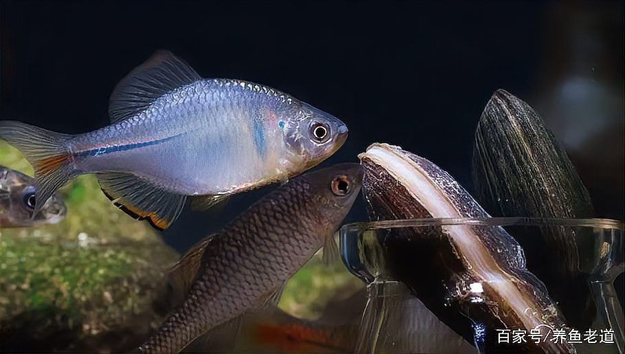 藍面財神魚怎么看公母