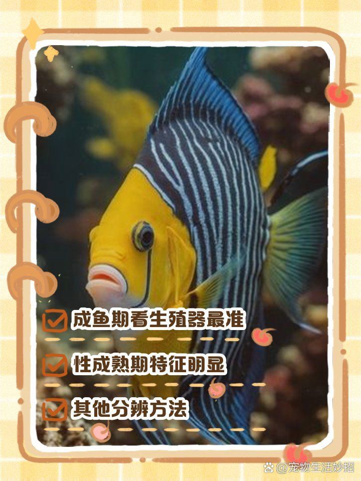 藍(lán)面財(cái)神魚(yú)怎么看公母