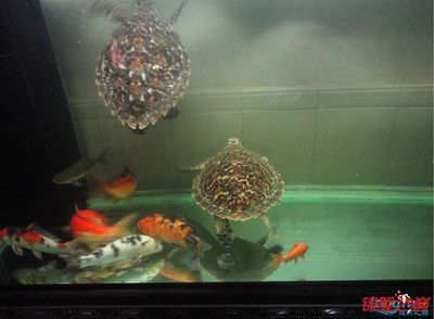 龍魚龜混養：龍魚和龜混養的注意事項 龍魚龜混養：龍魚和龜混養的注意事項 龍魚百科 第1張
