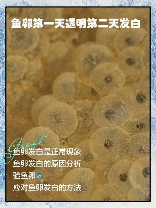 龍魚魚卵圖片欣賞