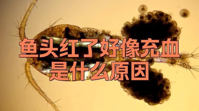 如何判斷龍魚充血是由哪種原因引起的？