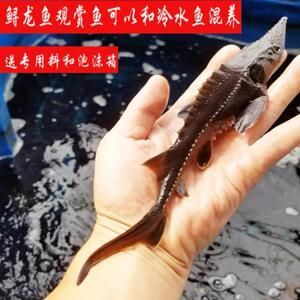 龍魚幼苗吃什么長得快又好養：龍魚幼苗吃什么長得快又好養， 龍魚幼苗吃什么長得快又好養：龍魚幼苗吃什么長得快又好養， 龍魚百科 第1張