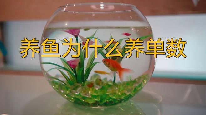 養魚為什么養單不養雙
