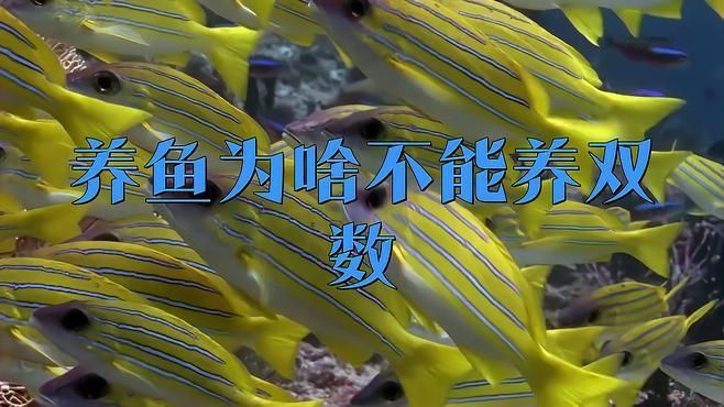 養魚為什么養單不養雙