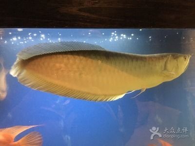 上海金龍魚(yú)：上海金龍魚(yú)是什么公司？