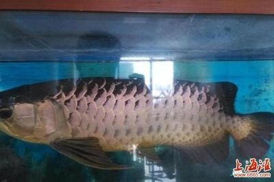 上海金龍魚(yú)：上海金龍魚(yú)是什么公司？