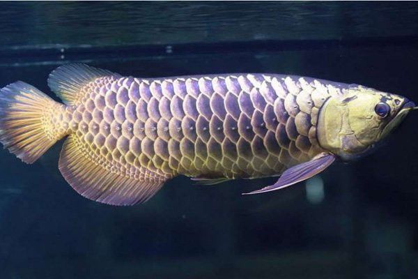 金龍魚是不是很貴 金龍魚是不是很貴 龍魚百科 第14張