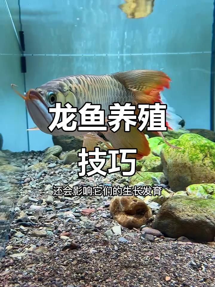 龍魚養一條還是養三條 龍魚百科 第2張 龍魚養一條還是養三條 龍魚養一條還是養三條 龍魚百科 第2張