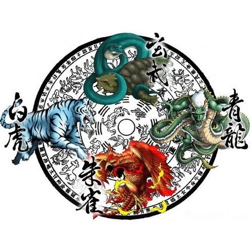 《風水青龍》有哪些看點？ 《風水青龍》有哪些看點？ 龍魚百科 第3張