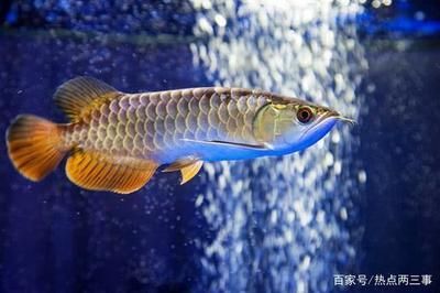 養(yǎng)殖龍魚的利潤空間有多大?:養(yǎng)殖龍魚的利潤空間受到多種因素影響,養(yǎng)殖龍魚的利潤空間不大 龍魚百科 第1張 養(yǎng)殖龍魚的利潤空間有多大?:養(yǎng)殖龍魚的利潤空間受到多種因素影響,養(yǎng)殖龍魚的利潤空間不大 養(yǎng)殖龍魚的利潤空間有多大?:養(yǎng)殖龍魚的利潤空間受到多種因素影響,養(yǎng)殖龍魚的利潤空間不大 龍魚百科 第1張