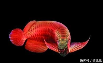 養(yǎng)殖龍魚的利潤空間有多大？：養(yǎng)殖龍魚的利潤空間受到多種因素影響，養(yǎng)殖龍魚的利潤空間不大 養(yǎng)殖龍魚的利潤空間有多大？：養(yǎng)殖龍魚的利潤空間受到多種因素影響，養(yǎng)殖龍魚的利潤空間不大 龍魚百科 第3張