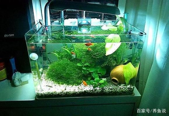 銀龍魚光照不足的影響：光照不足對銀龍魚的影響 銀龍魚光照不足的影響：光照不足對銀龍魚的影響 龍魚百科 第2張