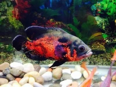 龍魚總是被招財魚欺負：龍魚在魚缸中被招財魚欺負怎么辦